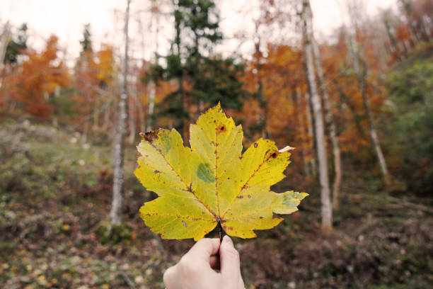 istock holding a leaf with the hand in an autumn forest 1906796242