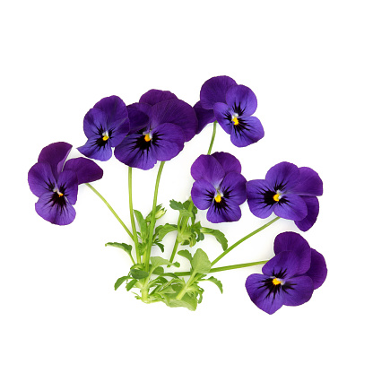 Springtime: large group of blooming pansy flower heads.Close-up made with a macro objective.