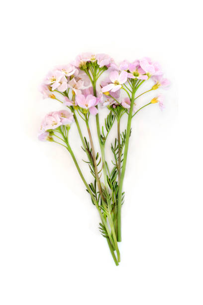 istock Meadow Cress Greater Cuckoo Flower 1906800005