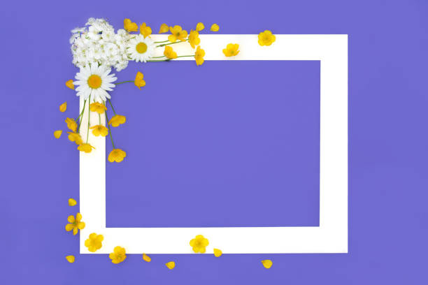 Blossom flower and wildflower Spring Beltane background frame on purple. Floral design with hawthorn, daisy and buttercup flowers used in natural alternative herbal medicine.