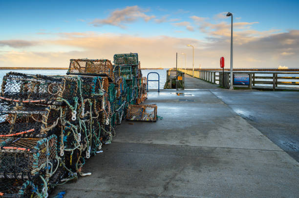 Lobster Traps