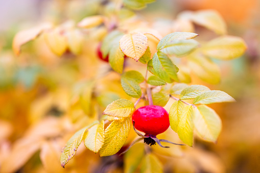 rose hips on an autumn bush