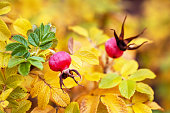 Two rose hips on an autumn bush