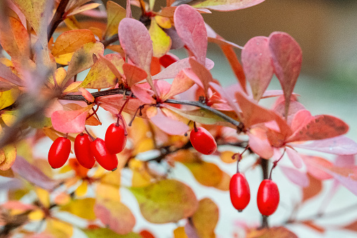 barberry fruits in autumn