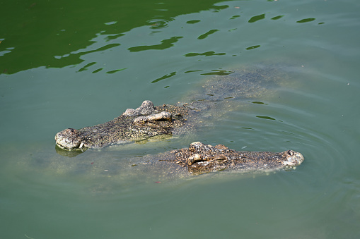 Close-up of crocodiles swimming in the river at Crocodile farm