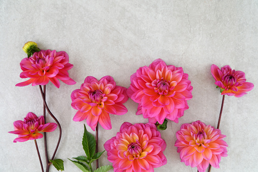 Gerbera daisy isolated on white background.With Clipping path.