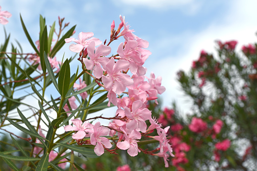 Beautiful pink flowers against blue sky