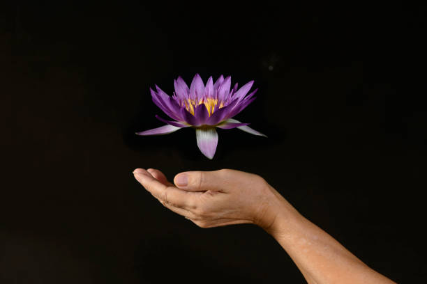 Woman holding white coloured lotus flowers in the pond.