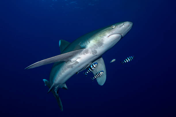 istock Langimanus ocean whitetip shark with pilot fish in the deep, Daedalus reef, Red Sea, Egypt. 1906827074