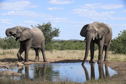 two african elephants drink at a waterhole