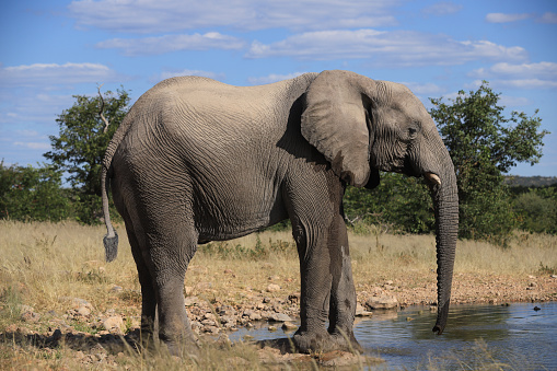 single african elephant at a waterhole in Africa