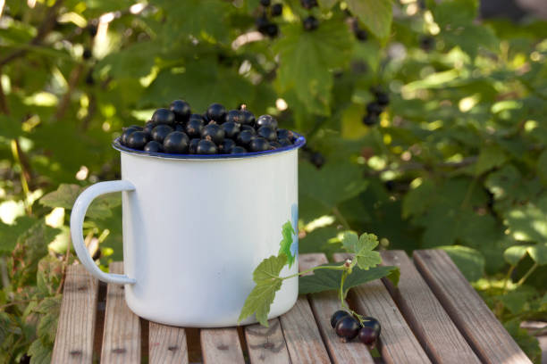 istock Black currant in blue enameled mug on a bench 1906850204