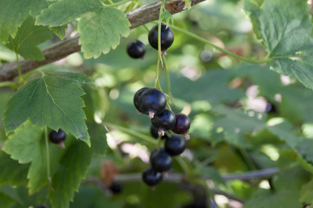 Black currant on a branch stock photo