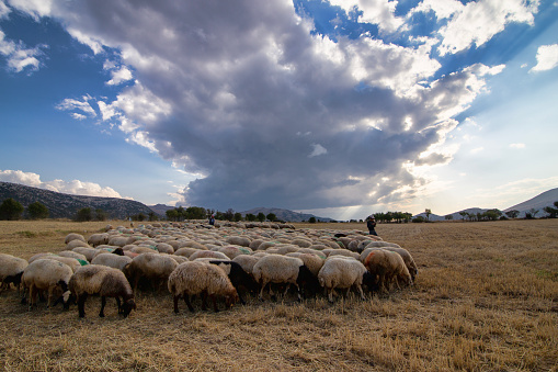 Karaman,Türkiye,14 August 2016: Clouds and Sheep