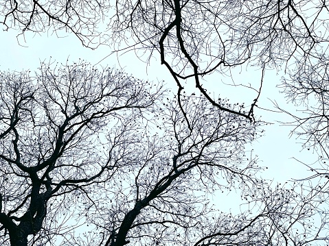 Panorama of tall trees with branches without leaves in winter
