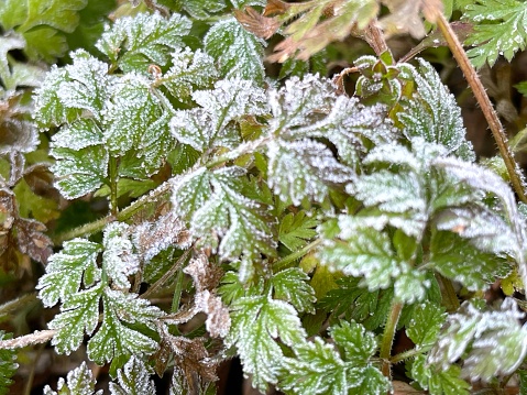 green leaves covered with frozen dew in the morning