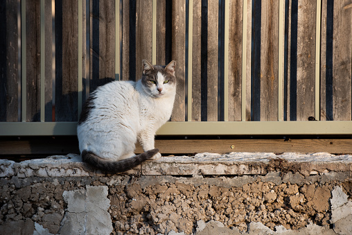 White feral, Jerusalem street cat with grey head, back and tail poses upright in the sunshine beside a wooden fence.
