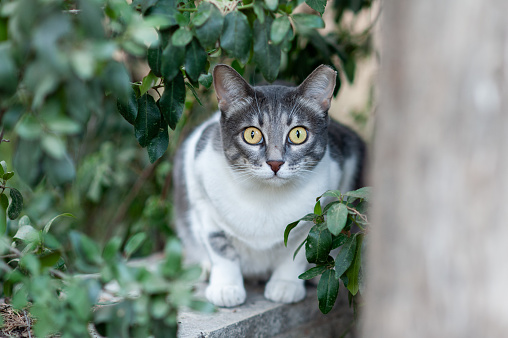 Adult, grey and white feral cat with large, bright yellow eyes and clipped ear marking that is has been spayed or neutered, full of fear, taking cover amid tree branches.