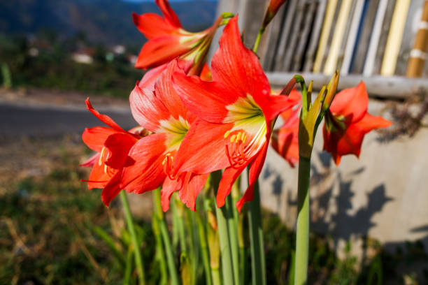 Perfectly blooming red flowers from Amaryllis plants planted in the yard of the house.
