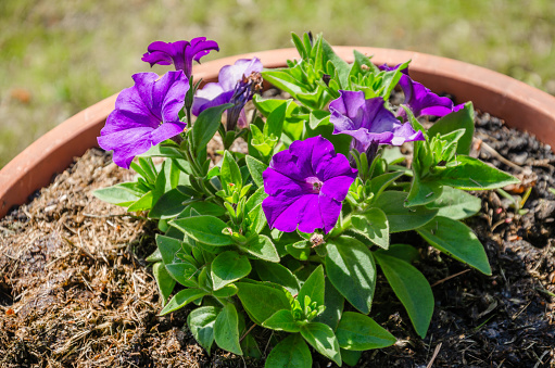 Delicate purple pansy flower in a garden, in the sun.