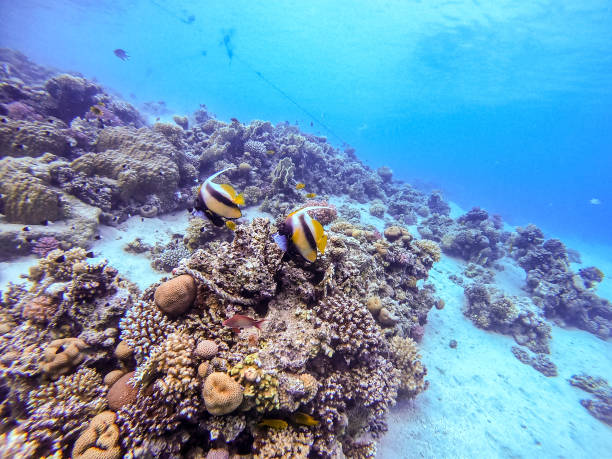istock Red Sea bannerfish (Heniochus intermedius) at coral reef. 1906896538