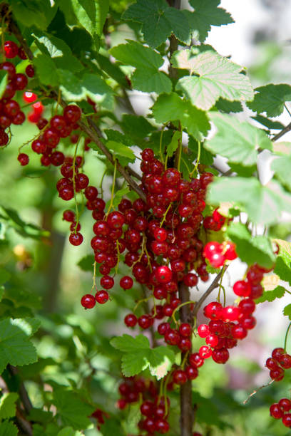 istock Branch of ripe red currant on currant bush in a garden 1906897055