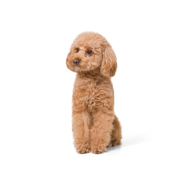 istock Toy Poodle on white background 1906900735