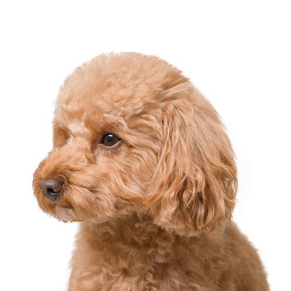 Toy Poodle on white background