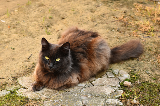 Favorite pets. A fluffy cat walking down the street. A gray cat with iridescent coat coloring