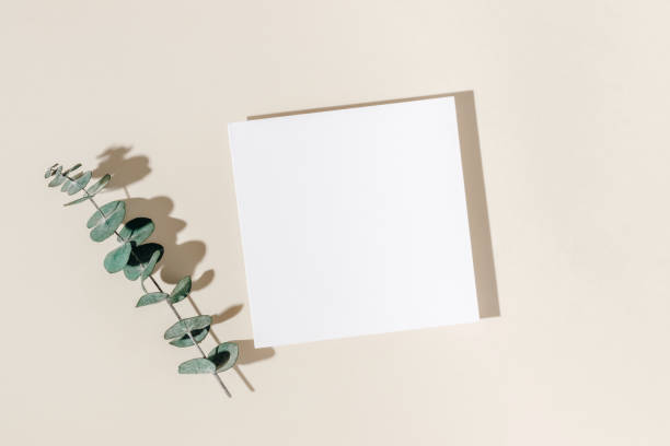 istock Blank paper sheet card with eucalyptus leaf and shadows on beige background. 1906922437