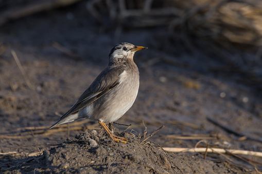White-cheeked Starling Spodiopsar cineraceus standing on a dirt mound in the pastureland
