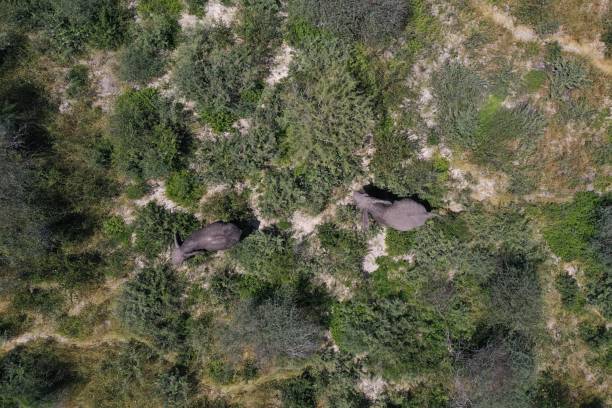 istock Elephants near Gumare 1906939531