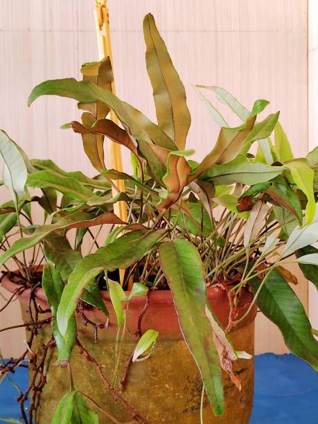 istock Pyrrosia lingua (Thunb.) Farw. 1906948069