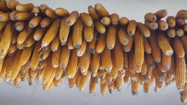 Drying corn or maize hung in rustic Uttarakhand, India, showcasing traditional rural harvest methods