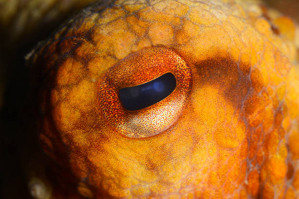 istock Close-up octopus eye (Octopus vulgaris Cuvier, 1797) Gallipoli, Canakkale/ Turkey. 1906963607