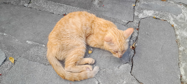 street red cat sleeping outside