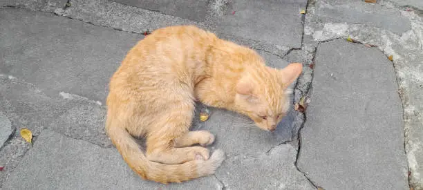 Photo of street red cat