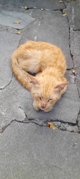 istock street red cat 1906966260