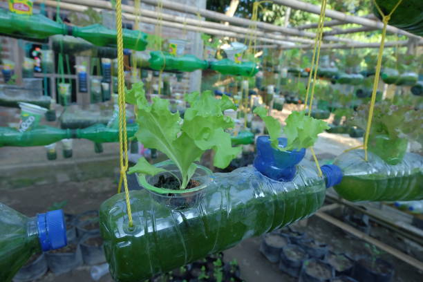 istock Planting lettuce in used bottles - Vertical Garden 1906972714