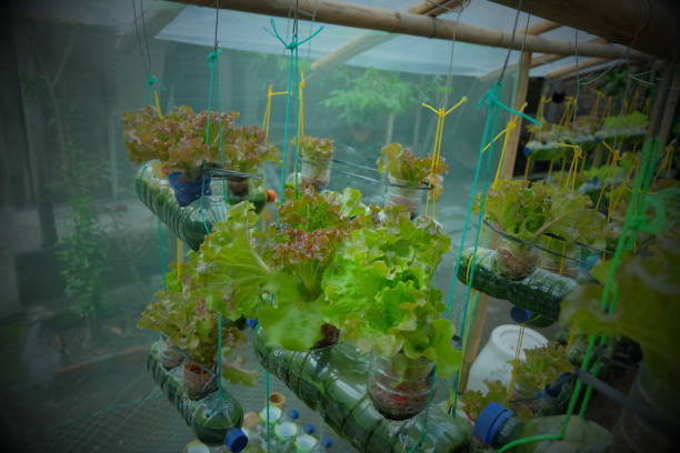 istock Planting lettuce in used bottles - Vertical Garden 1906976572