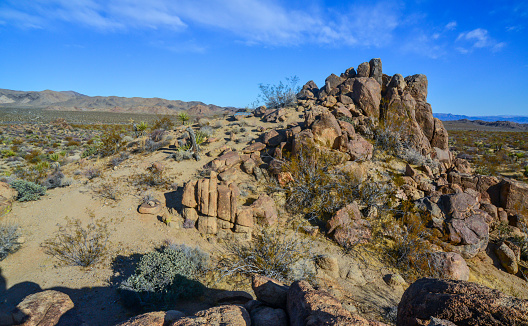 Stone desert and various desert plants in an arid area in Joshua Tree National Park, California