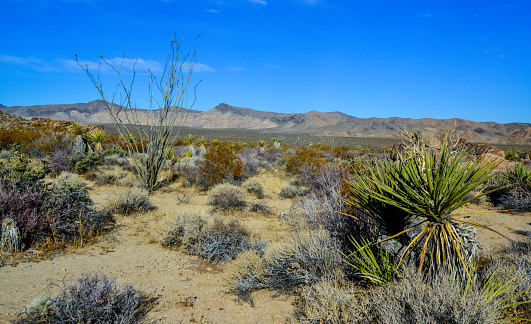 Rock desert landscape in California, yucca, cacti and desert plants in the foreground