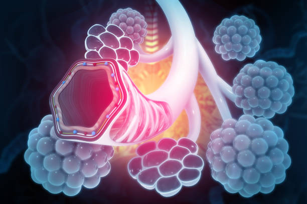 istock Alveoli in lungs. 3d illustration 1906996039