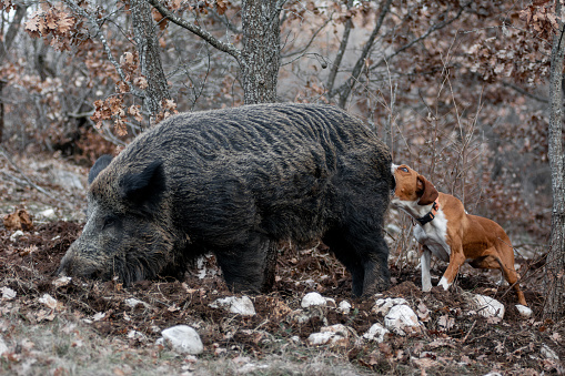 A Hunting dog Posavac Hound breeds hunting wild boar in the oak thicket