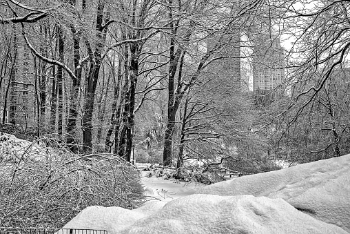 Central Park in winter during snow storm, early morning