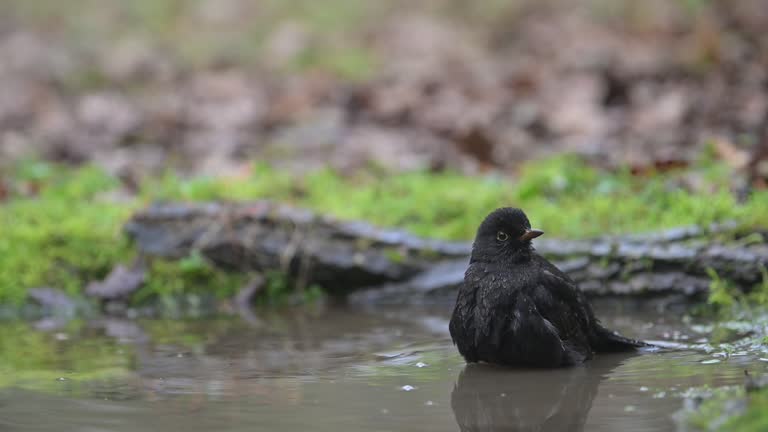 Blackbird bathing