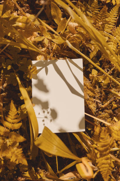 istock white blank leaf in autumn foliage backlit by hard light 1907006106