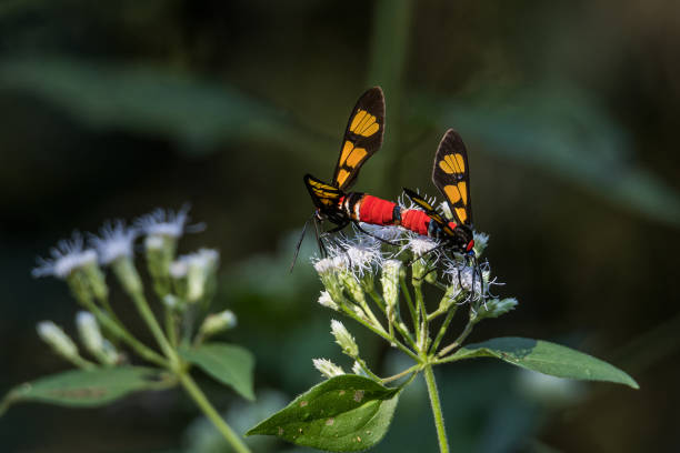 istock Dazzling Euchromia moths mating on Siam Weed against dark green background 1907006145