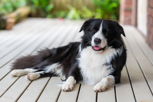 Portrait of a beautiful Border Collie male pup sitting lying on the wooden deck next to a house.