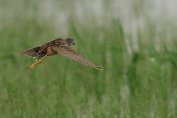 istock White-brown crake in flight soaring above a vivid green meadow 1907037231